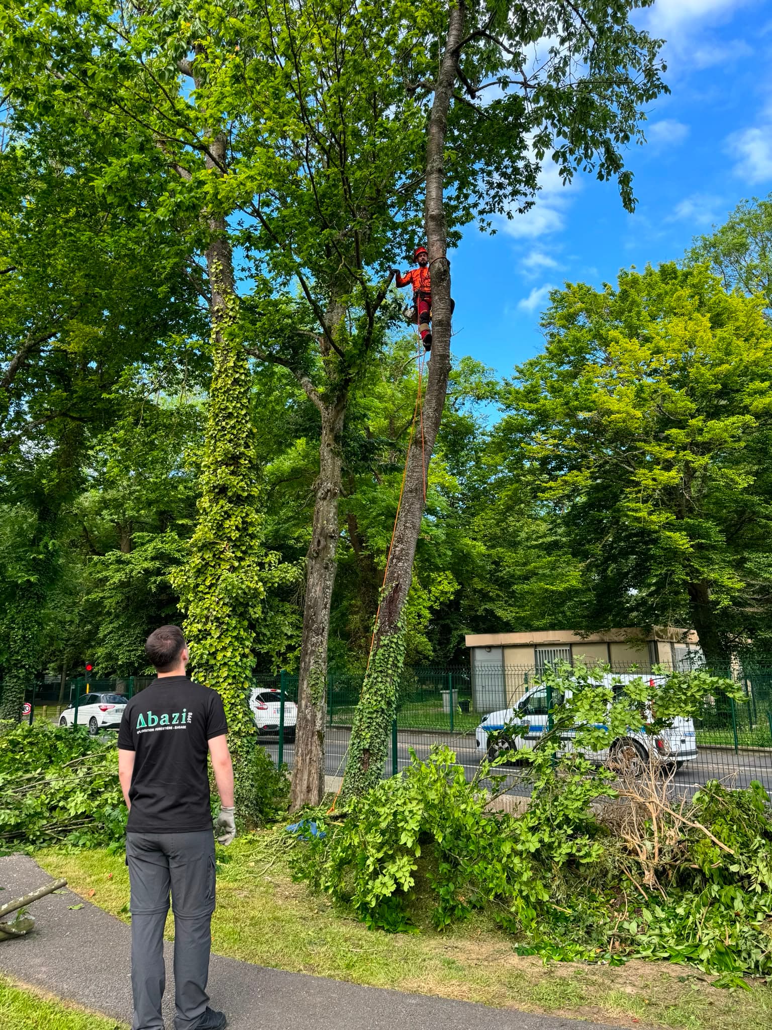 Élagage d'arbre à la tronçonneuse