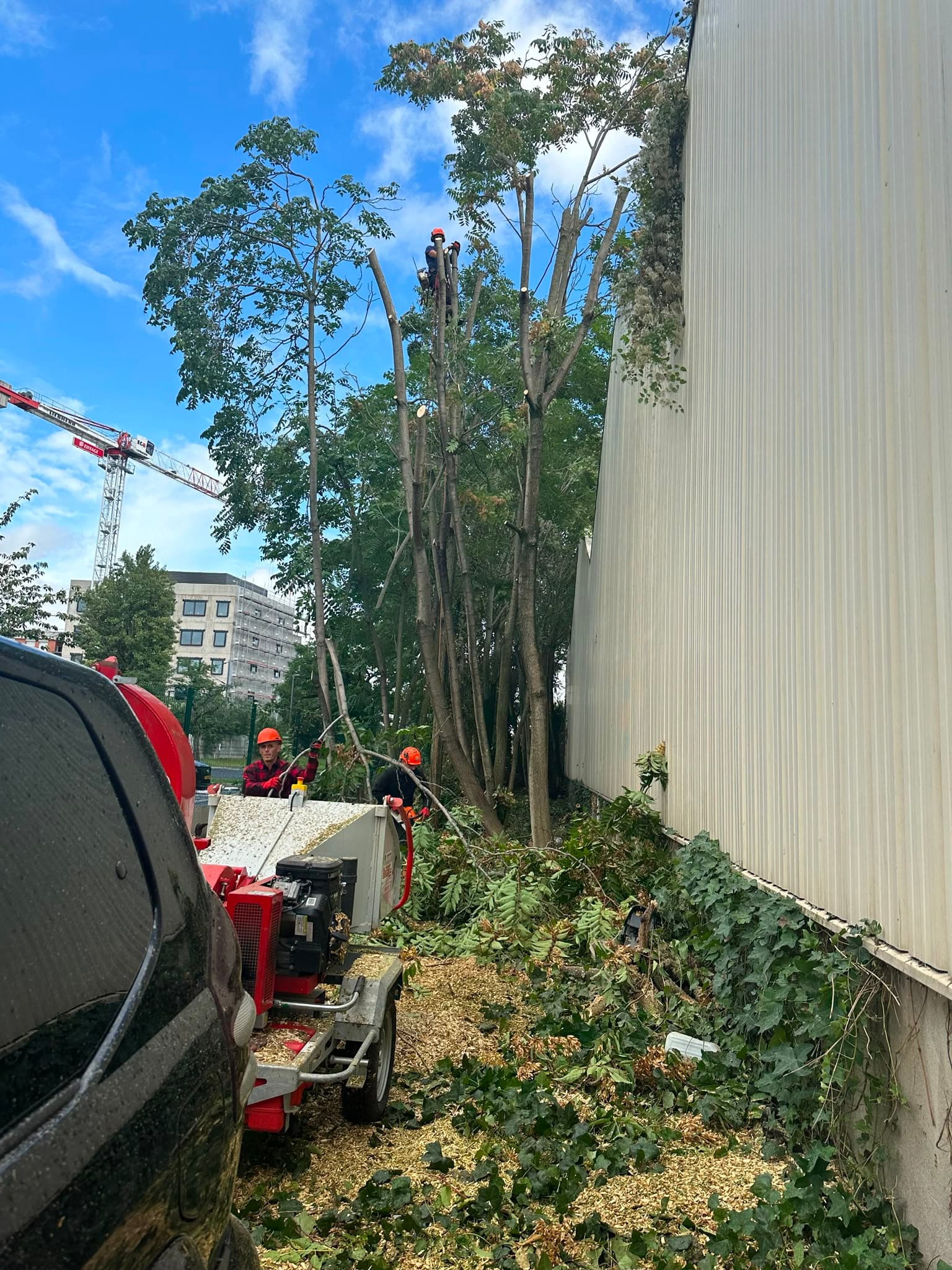 Arboriste en travaux d'élagage